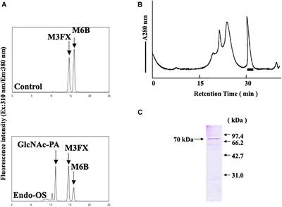 Purification, Characterization, and Gene Expression of Rice Endo-β-N-Acetylglucosaminidase, Endo-Os